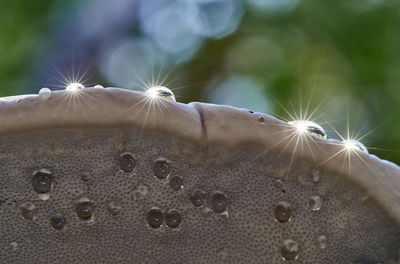 White shelf fungi - polyporales - water droplets, colourful bokeh. fraunhofer diffraction stars.