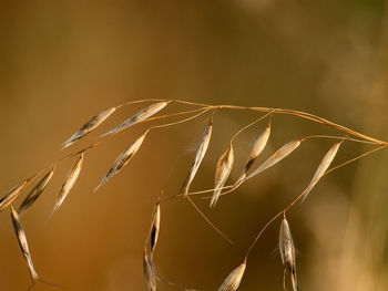 Close-up of dry plant