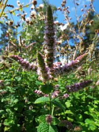 Close-up of flowers growing on plant