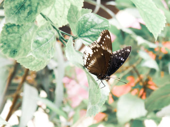 Close-up of butterfly pollinating flower