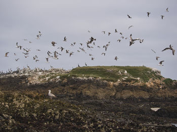 Flock of birds flying over rocks