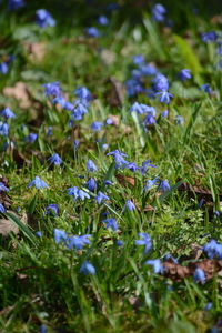 Close-up of flowers blooming on field