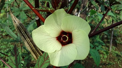 Close-up of white flowering plant