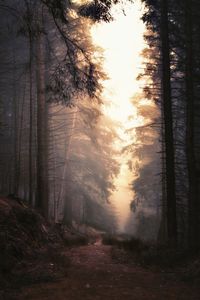 Trees in forest during sunset
