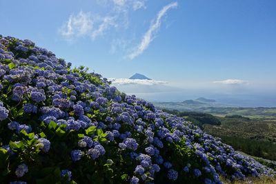 Purple flowering plants on land against sky