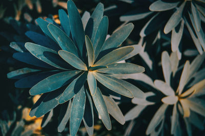 Close-up of plant growing outdoors