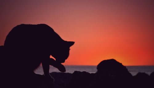 Silhouette dog against orange sky