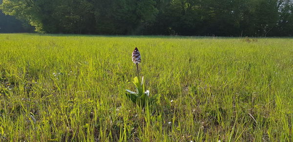 Scenic view of grassy field