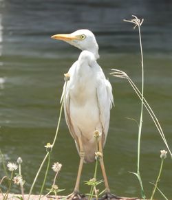 Close-up of seagull perching on a lake