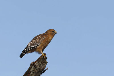 Low angle view of eagle perching on a tree