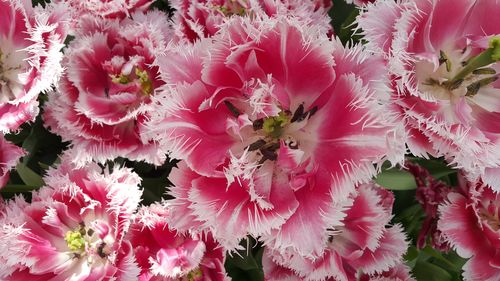 Full frame shot of pink flowering plants