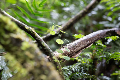 Close-up of tree trunk in forest