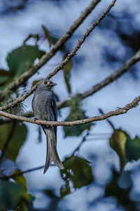 Close-up of bird perching on branch