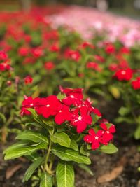 Close-up of red flowers blooming outdoors