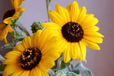 Close-up of sunflower