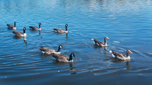 High angle view of ducks swimming in lake