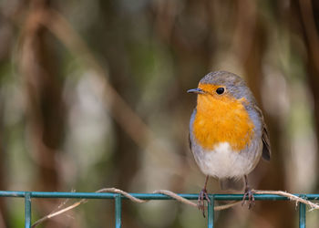 Close-up of bird perching on branch