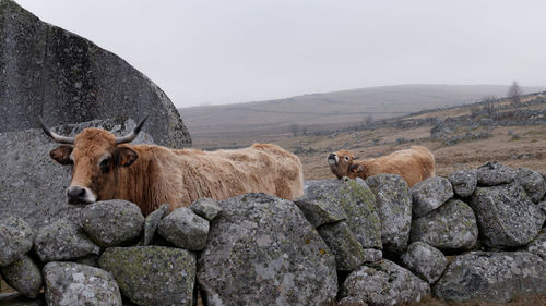 View of cow on rock