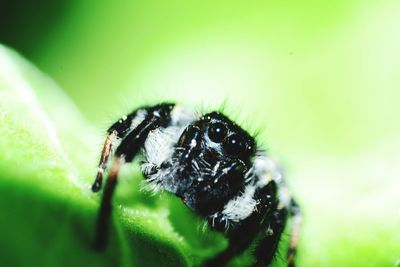 Close-up of spider on flower