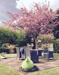 Flowers growing on tree