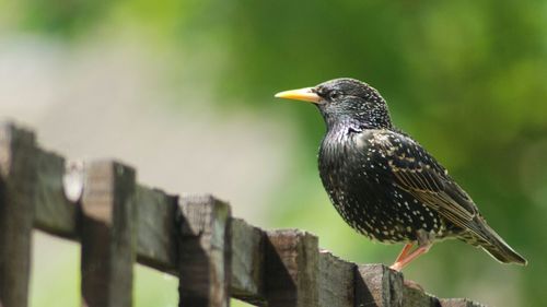 Close-up of bird perching on wooden post