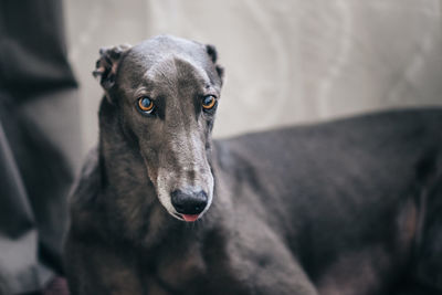 Close-up portrait of black dog