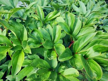 Full frame shot of plants