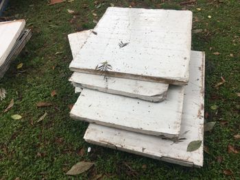 High angle view of lizard on wood in field
