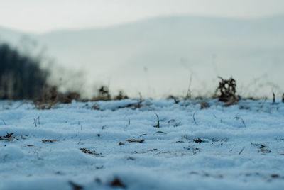 Close-up of snow on land