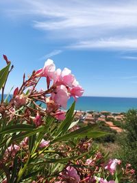 Close-up of pink flowering plant by sea against sky