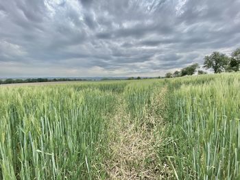 Scenic view of agricultural field against sky