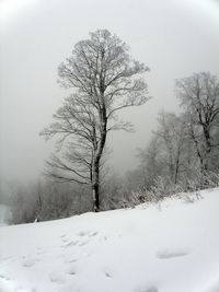 Bare tree on snow covered landscape