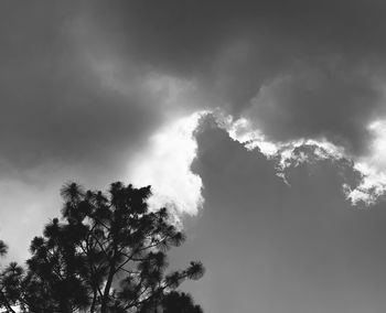 Low angle view of tree against sky