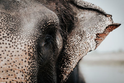 Close-up of elephant