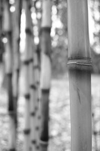 Close-up of tree trunk in forest