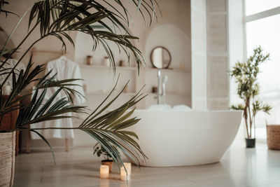 Potted plant on table