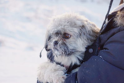 Midsection of person holding dog during winter