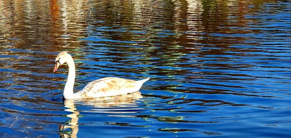 Swan swimming in lake