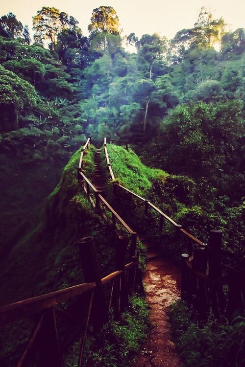 tree, mountain, tranquility, steps, railing, the way forward, tranquil scene, nature, beauty in nature, forest, scenics, wood - material, non-urban scene, growth, steps and staircases, rock - object, plant, built structure, footbridge, staircase