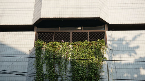 Plants growing outside building. pasar gedhe.