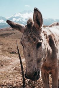 Close-up of a donkey on field