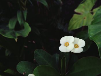 Close-up of frangipani blooming outdoors