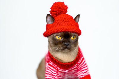 Portrait of cat against white background