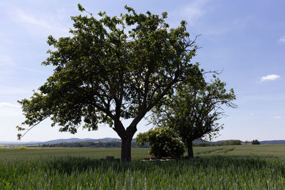 Tree on field against sky