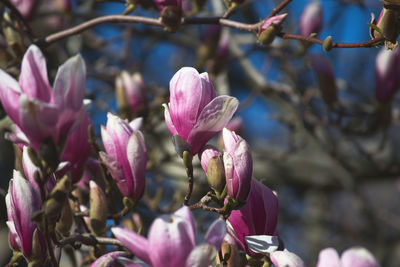 Close-up of pink flowering plant