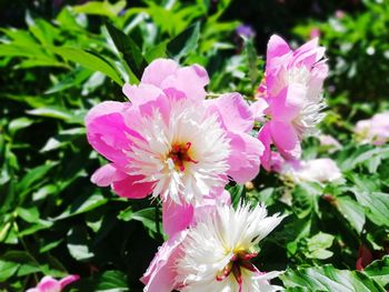 Close-up of pink flowering plant