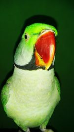 Close-up of parrot perching on leaf