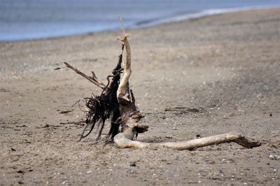 Close-up of grasshopper on beach