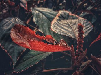 Close-up of maple leaves on plant