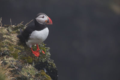 Close-up of bird perching outdoors